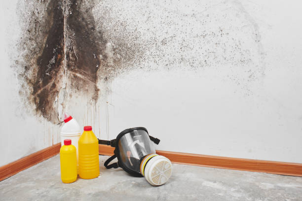Best Home Mold Removal  in Herscher, IL