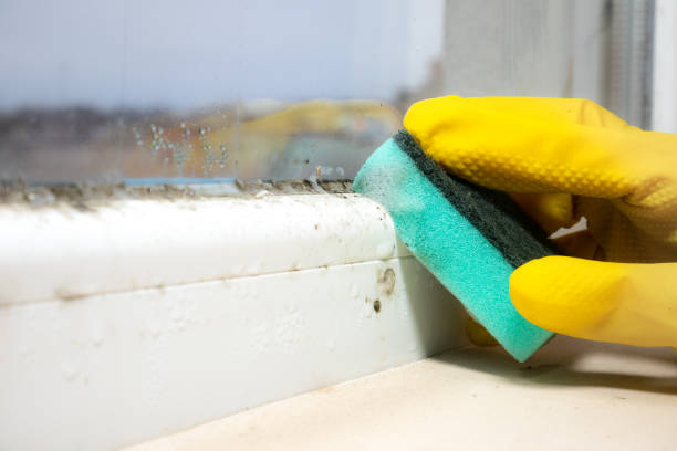 Best Local Mold Removal Service  in Herscher, IL