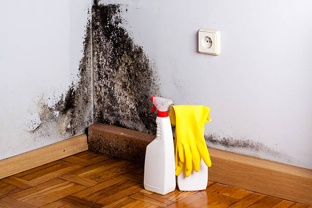 Best Mold Testing  in Herscher, IL
