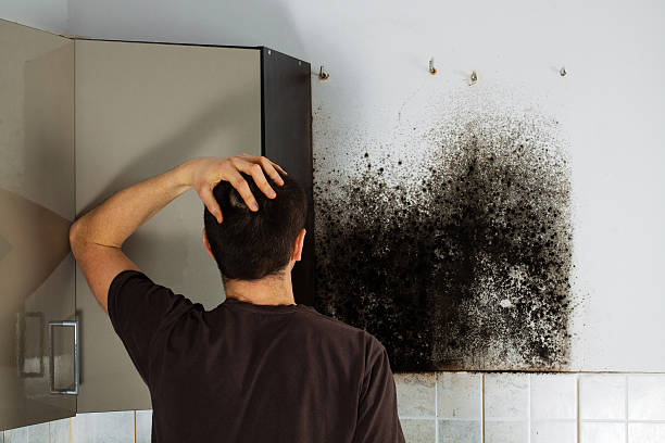 Best Home Mold Removal  in Herscher, IL