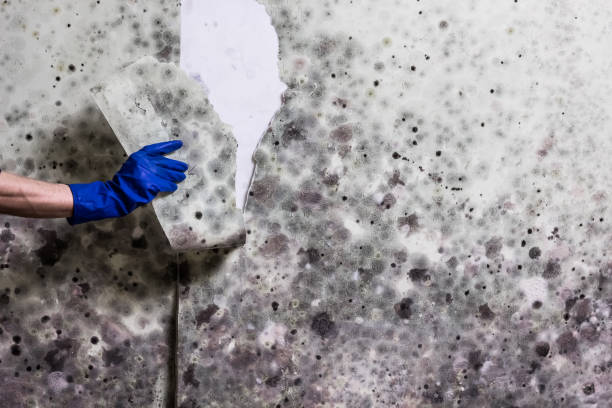 Certified Mold Removal in Herscher, IL