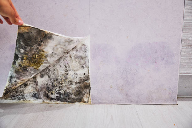 Best Mold Removal Company Near Me  in Herscher, IL